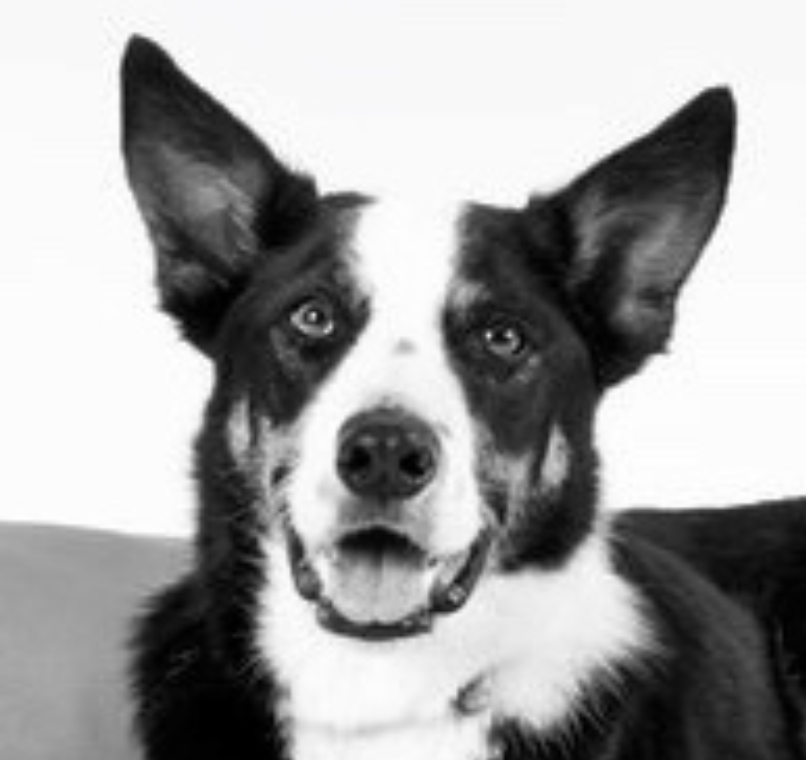 FriscoFoundingRHDPup